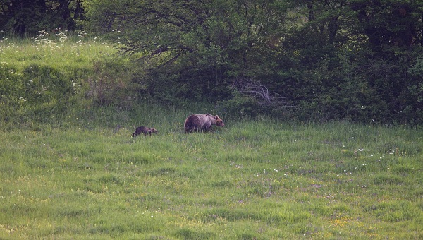 Parco Nazionale D Abruzzo Nati Cuccioli Di Orso Marsicano